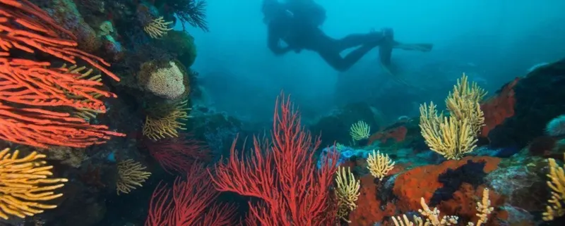 Plongeur explorant un récif corallien coloré en profondeur