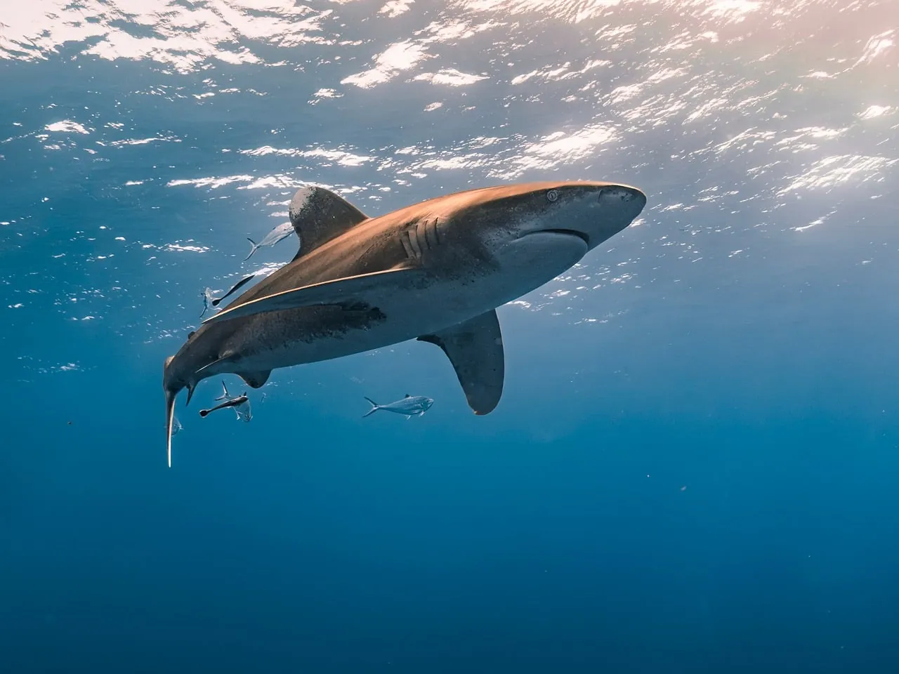 Intermare Divers