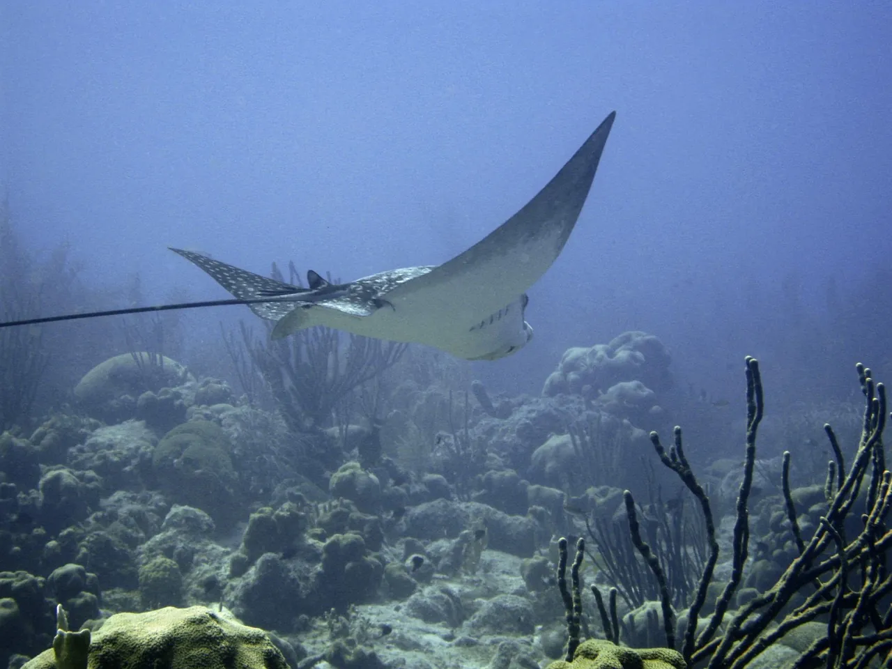 Sodwana Bay Lodge Scuba Centre