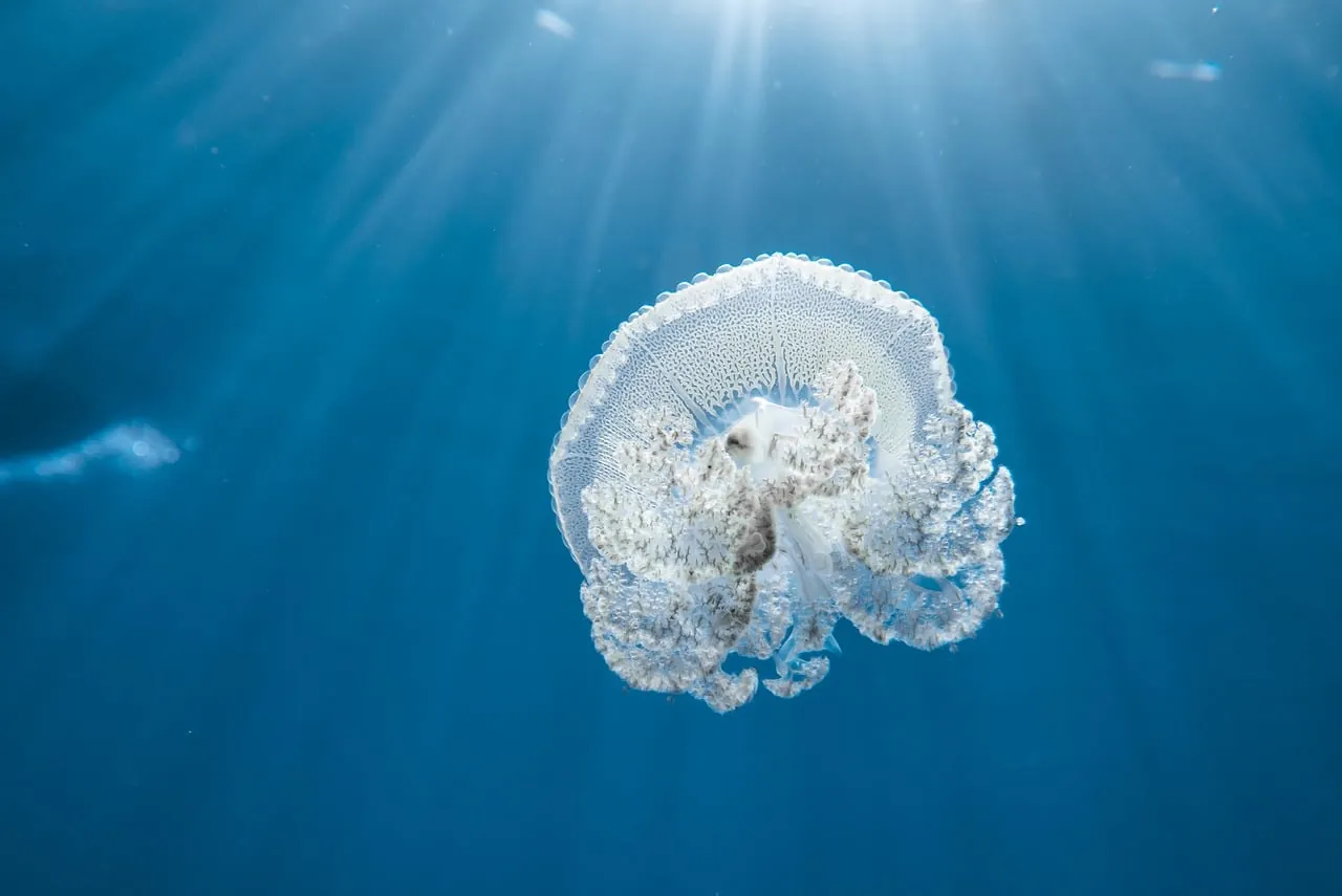 Tahiti nui diving