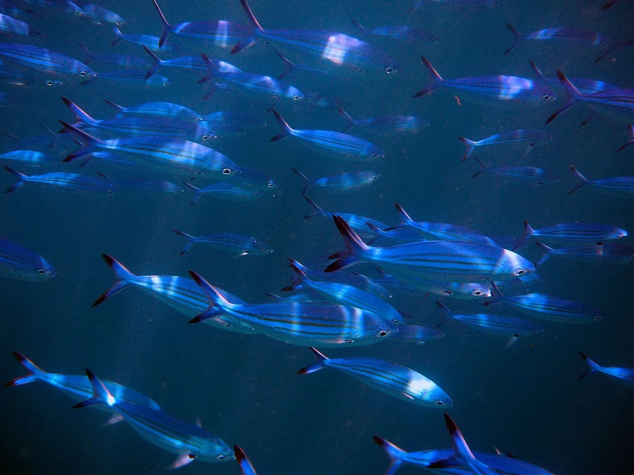 Kubu Indah Dive & Spa Resort