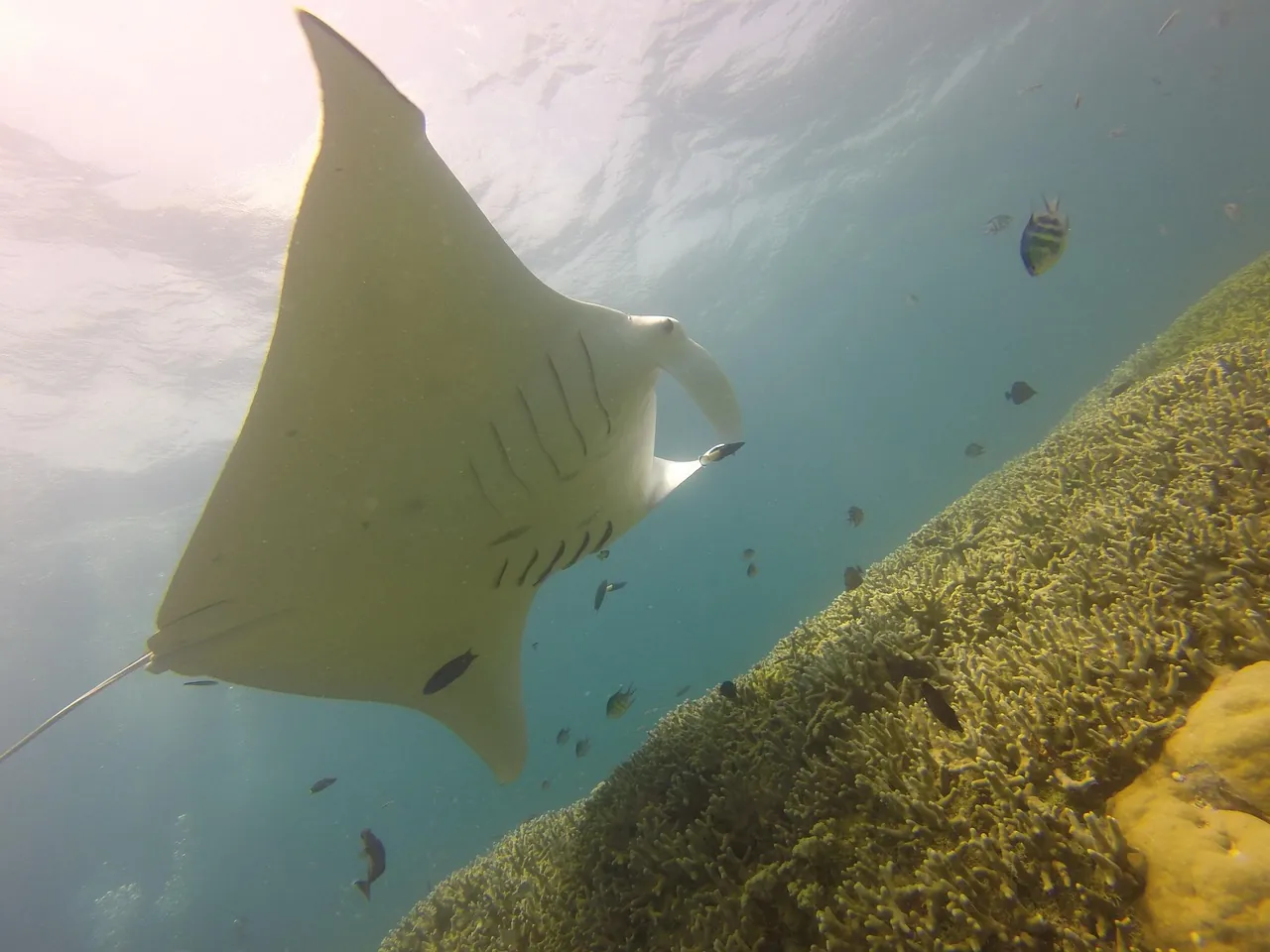 Dive Bequia