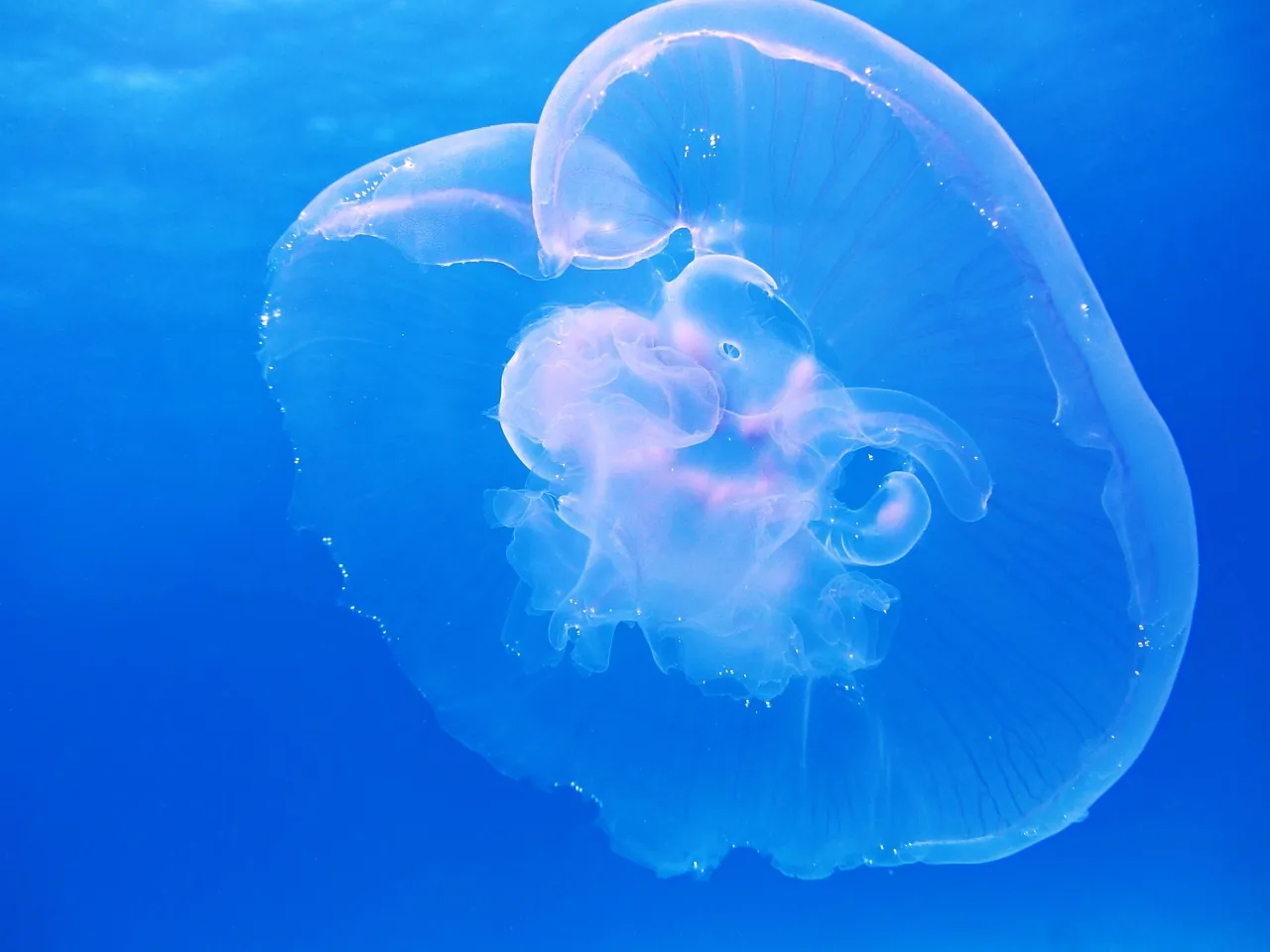 Palinuro Sub Diving Center