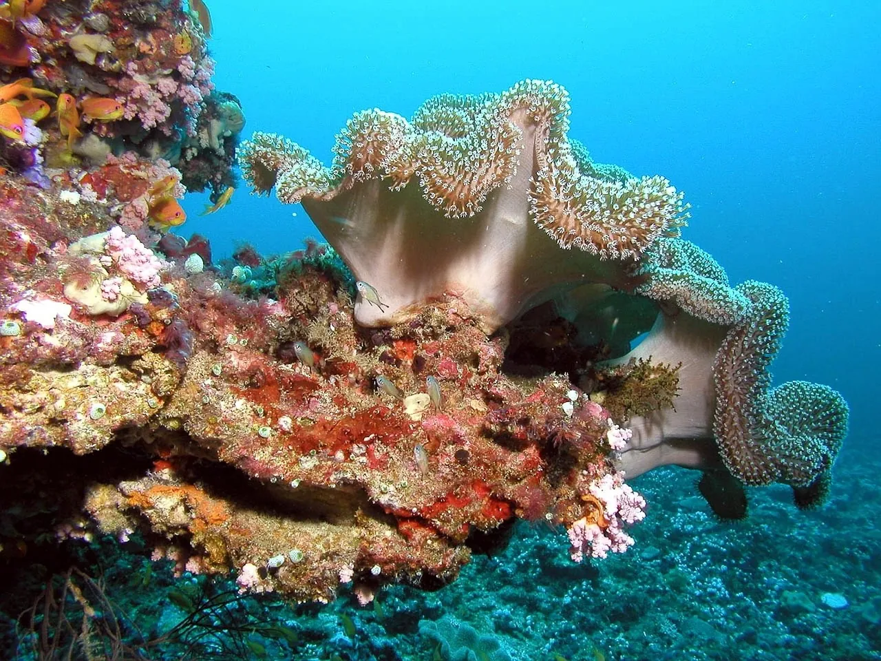 Aqua Vision 5 Star IDC Dive Center