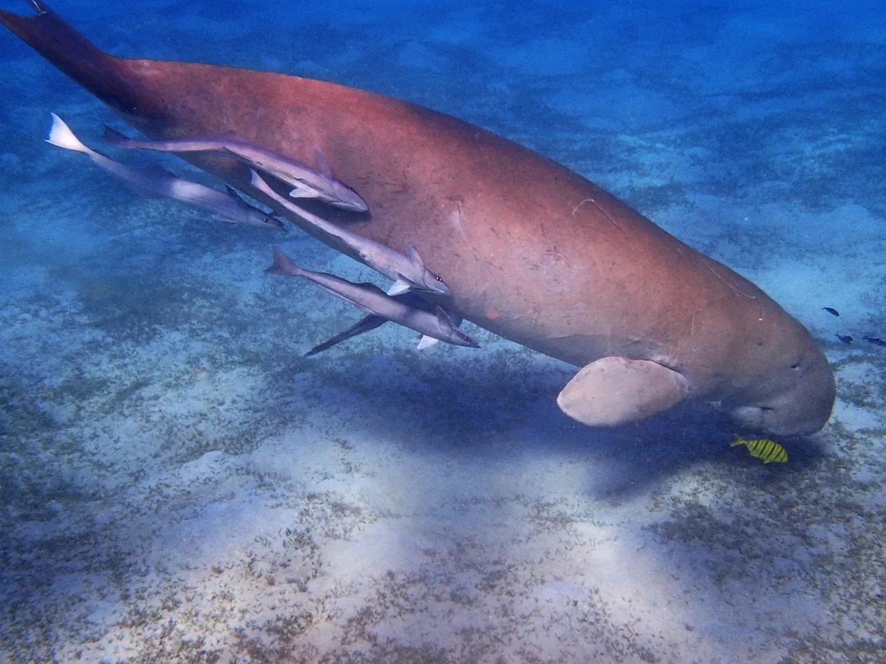 Deep Blue Divers