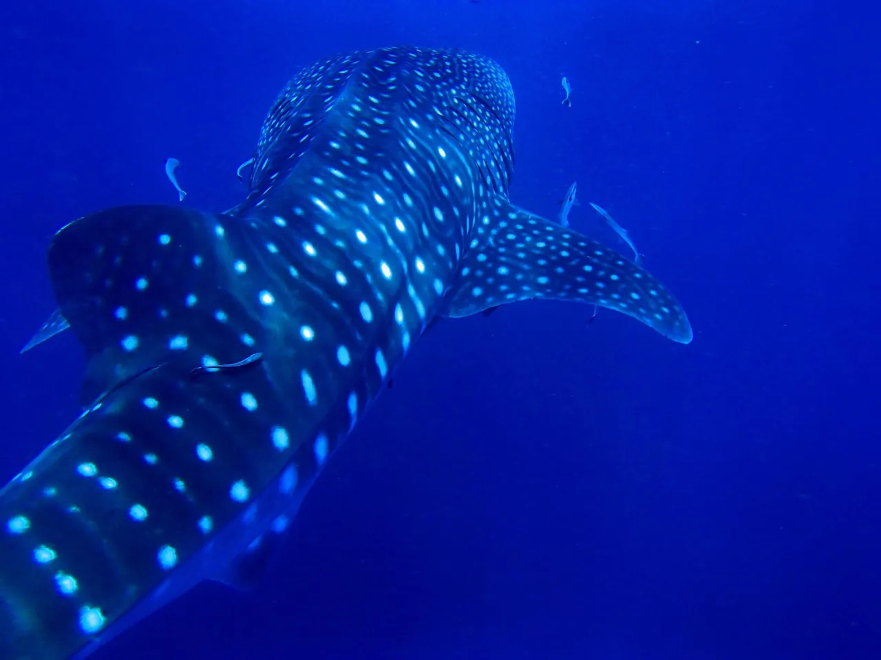 Amoray Dive Center LLC