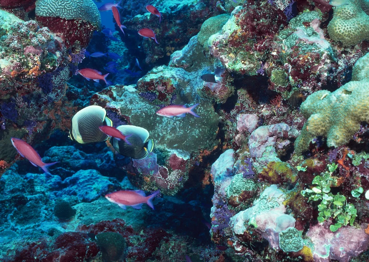 Sipalay - Easy Diving