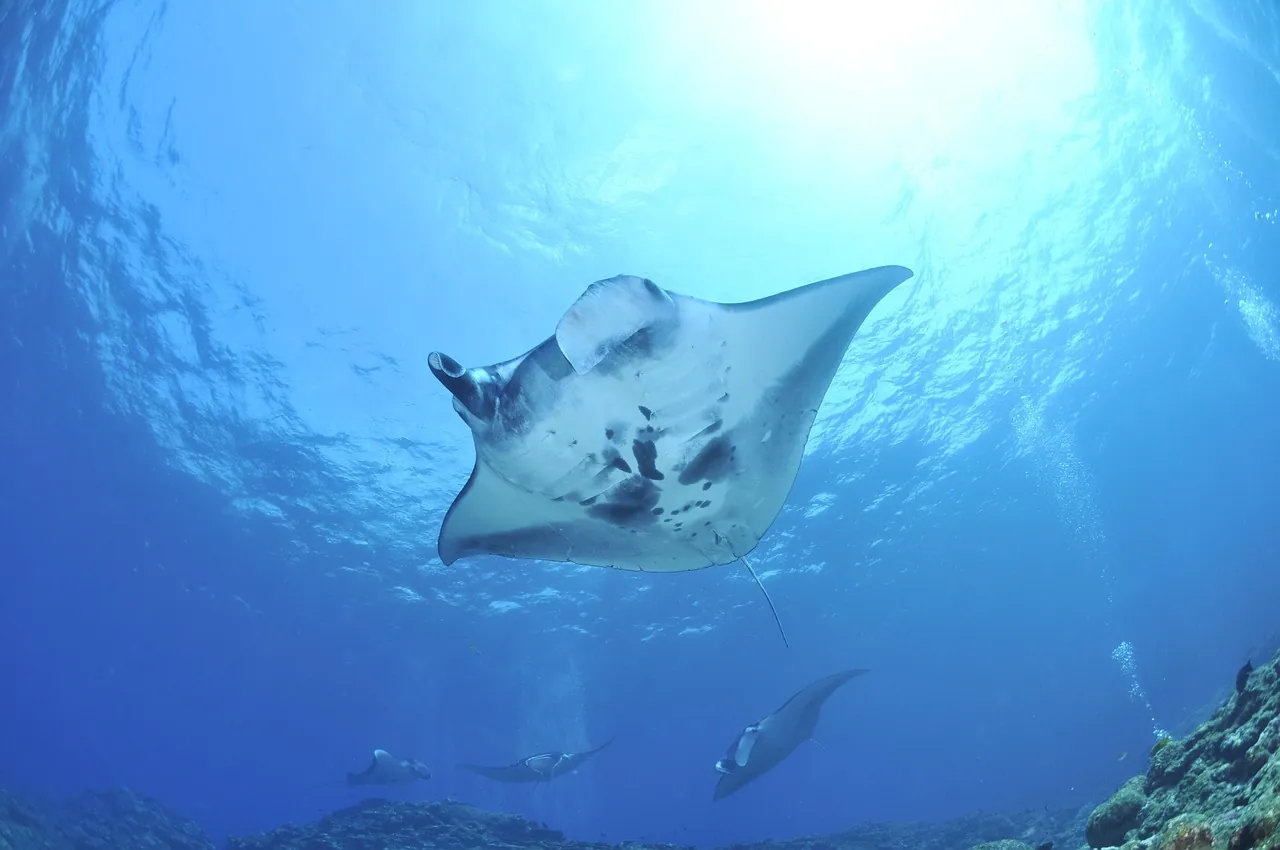 Siren Diving Lembongan