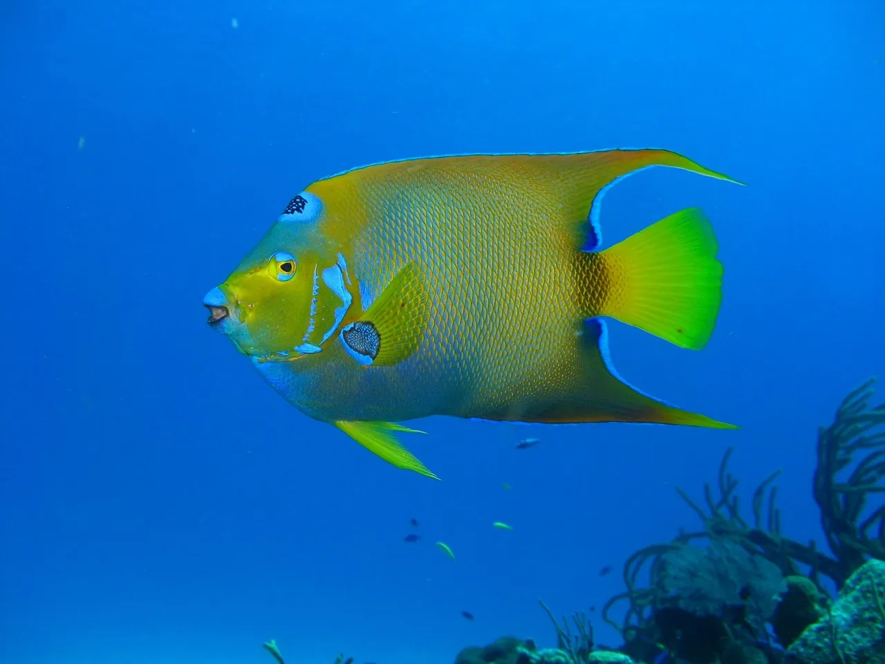 Rincon Dive Center