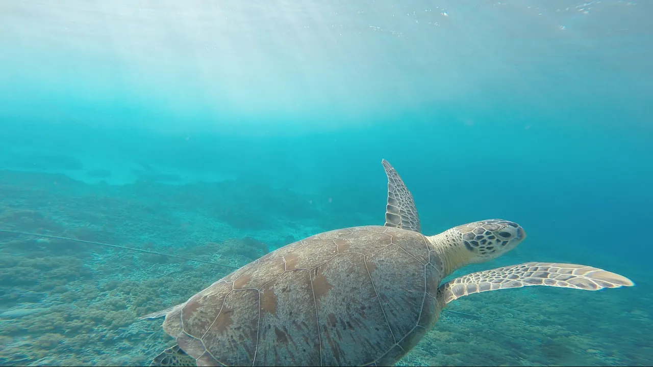 Mahahual Dive Centre, Mahahual Expediciones S.A. de C.V.
