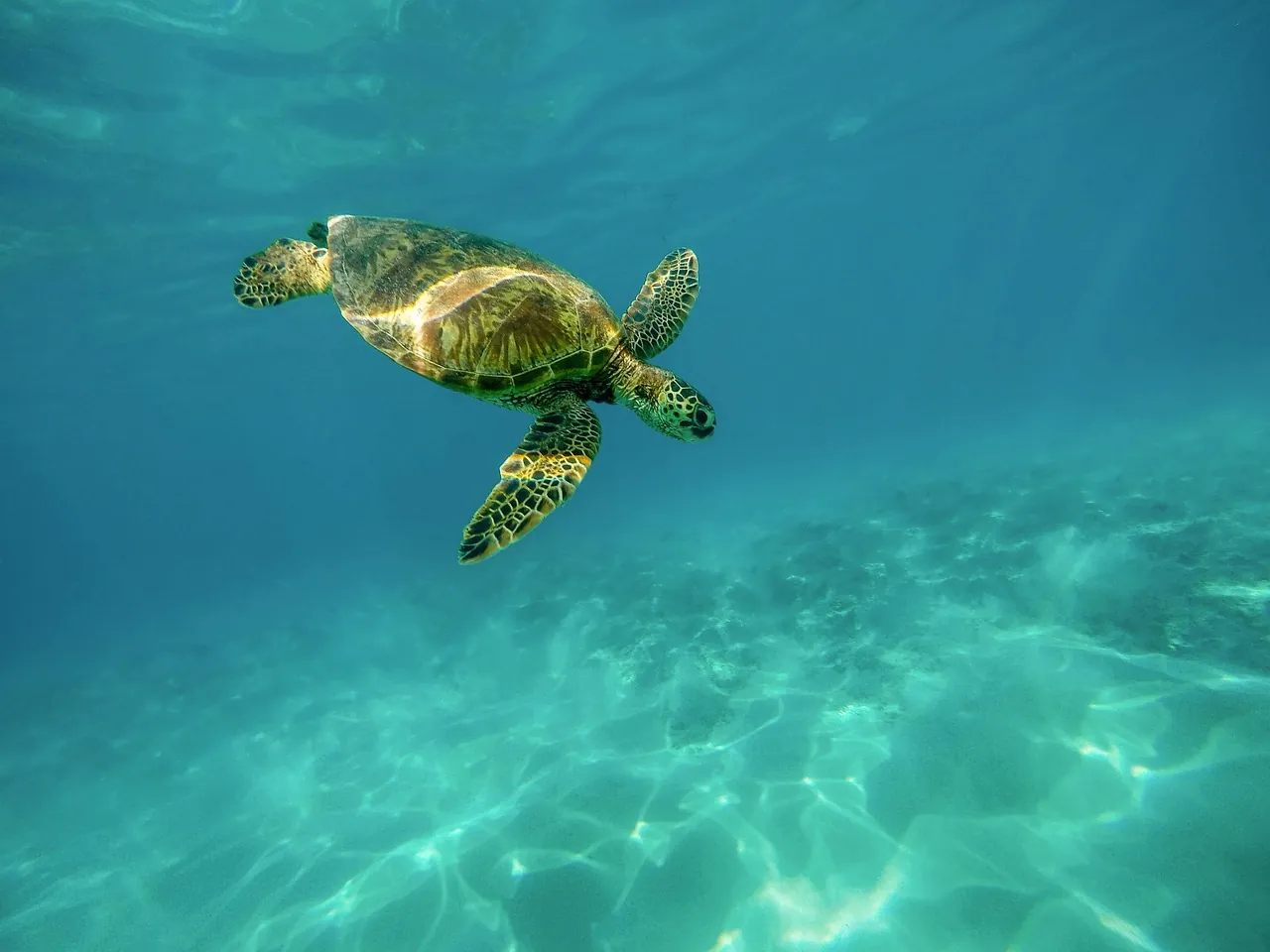 Iatok Diving Paradise