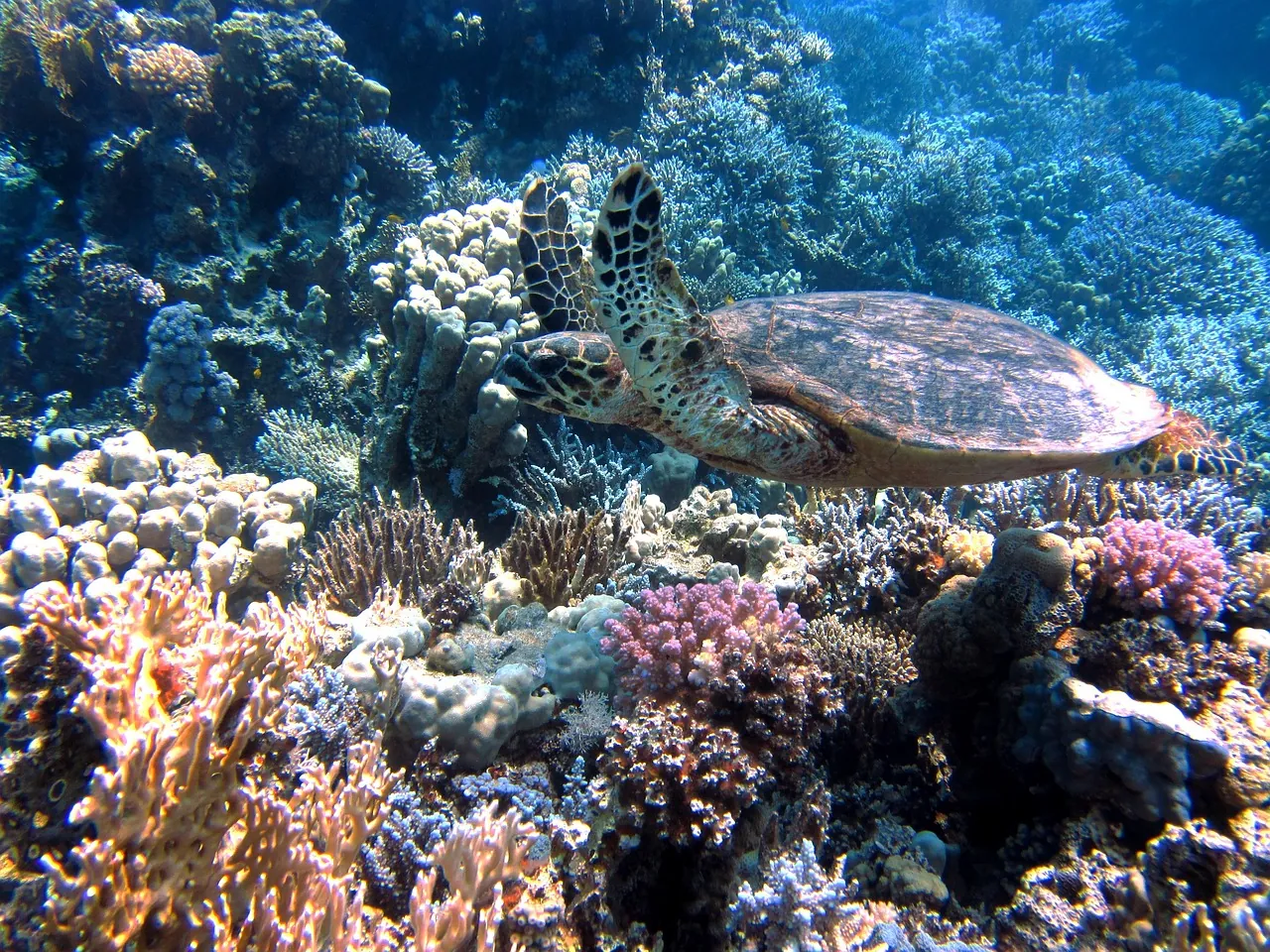 Phocéa Bali