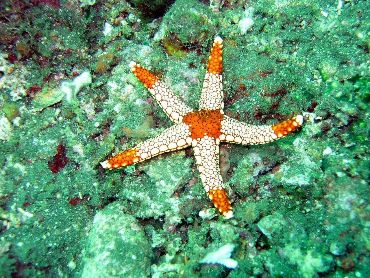 Scubafix Dive Shop