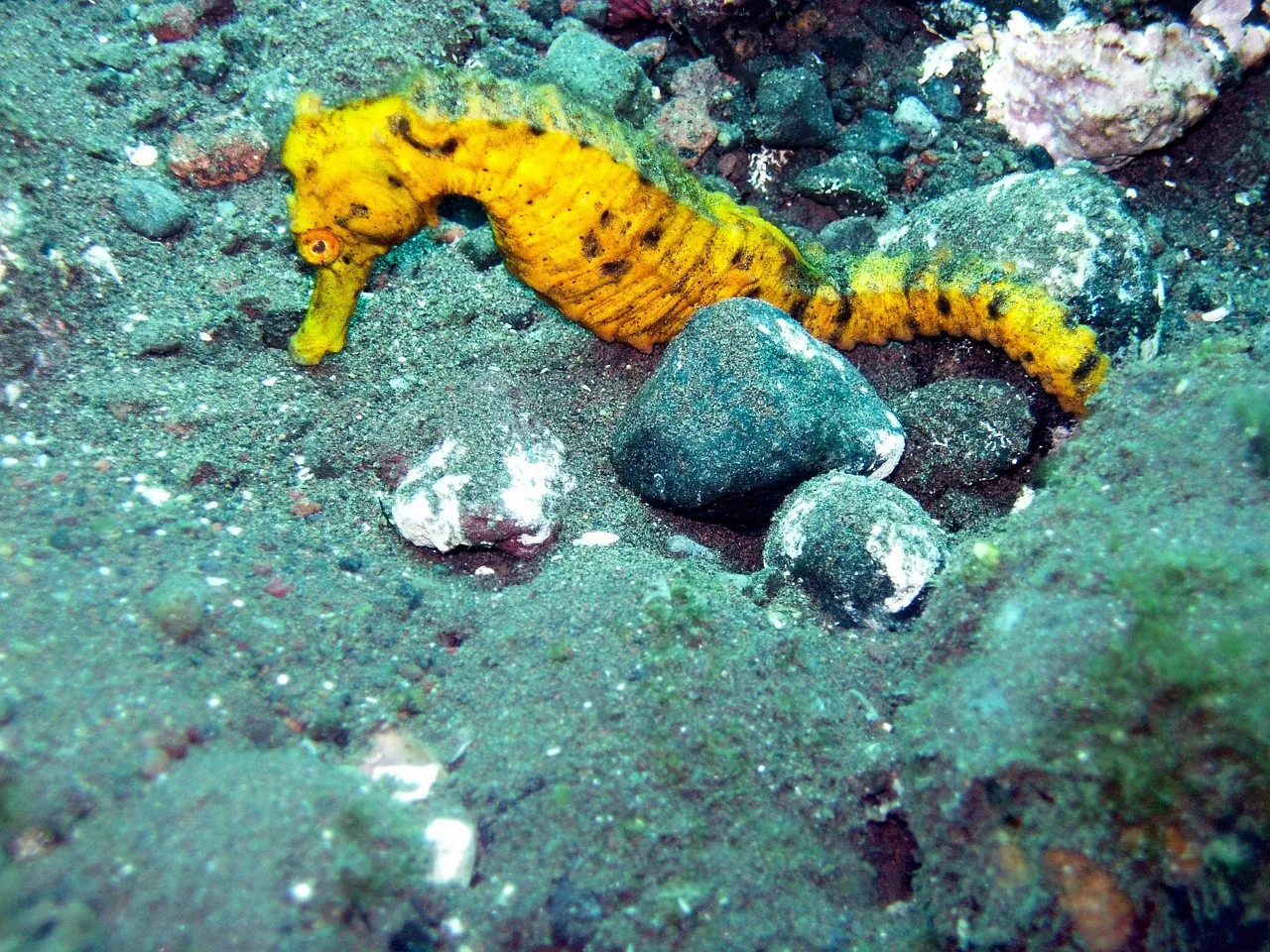 Roatan Seaside Divers
