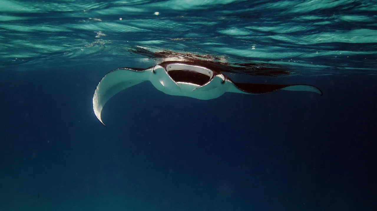 Aqua Adventures By Scuba Dive Sosua