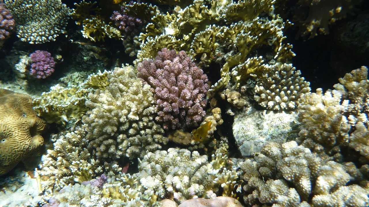 Best Dives Muravandhoo