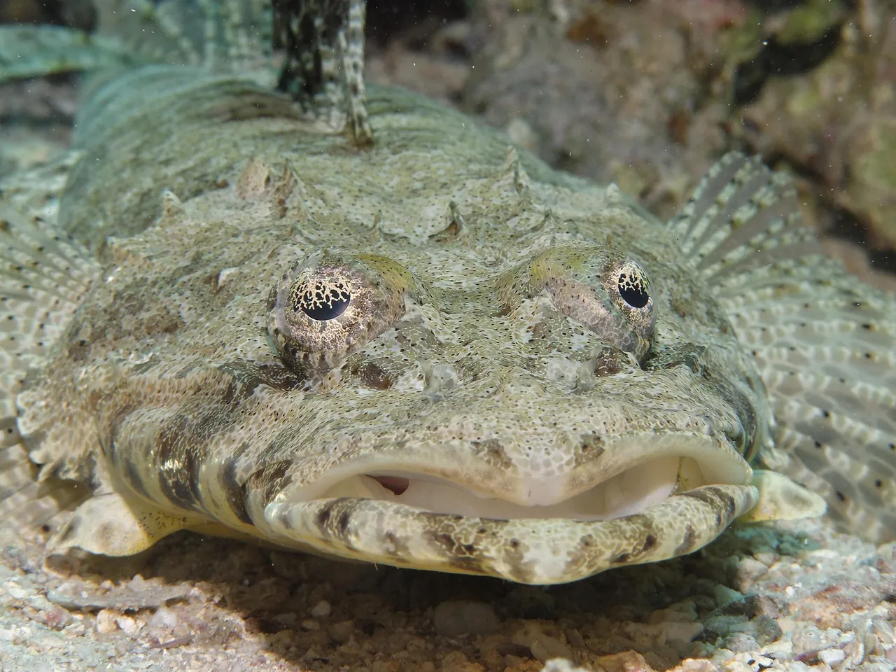 Sea Turtle Divers Co. Ltd.
