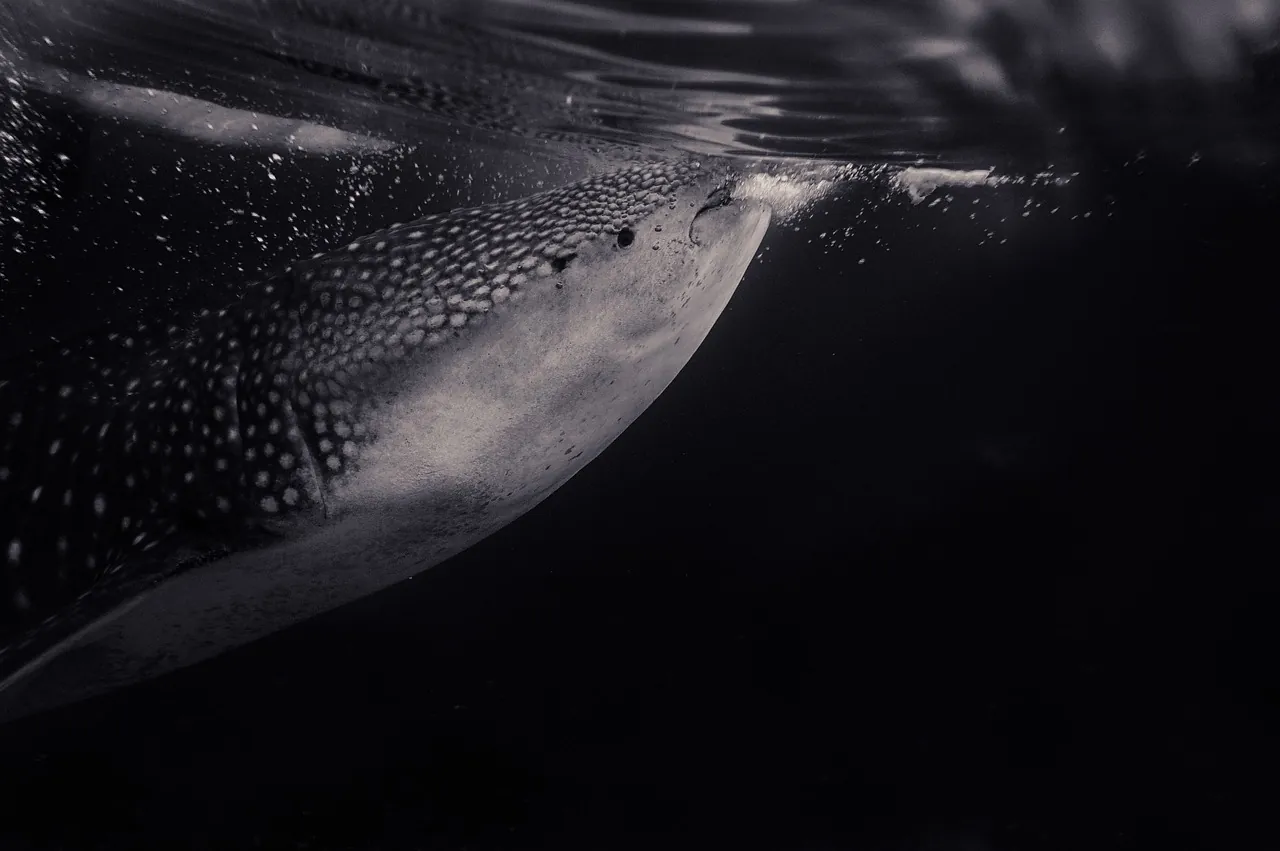 Coron W Divers