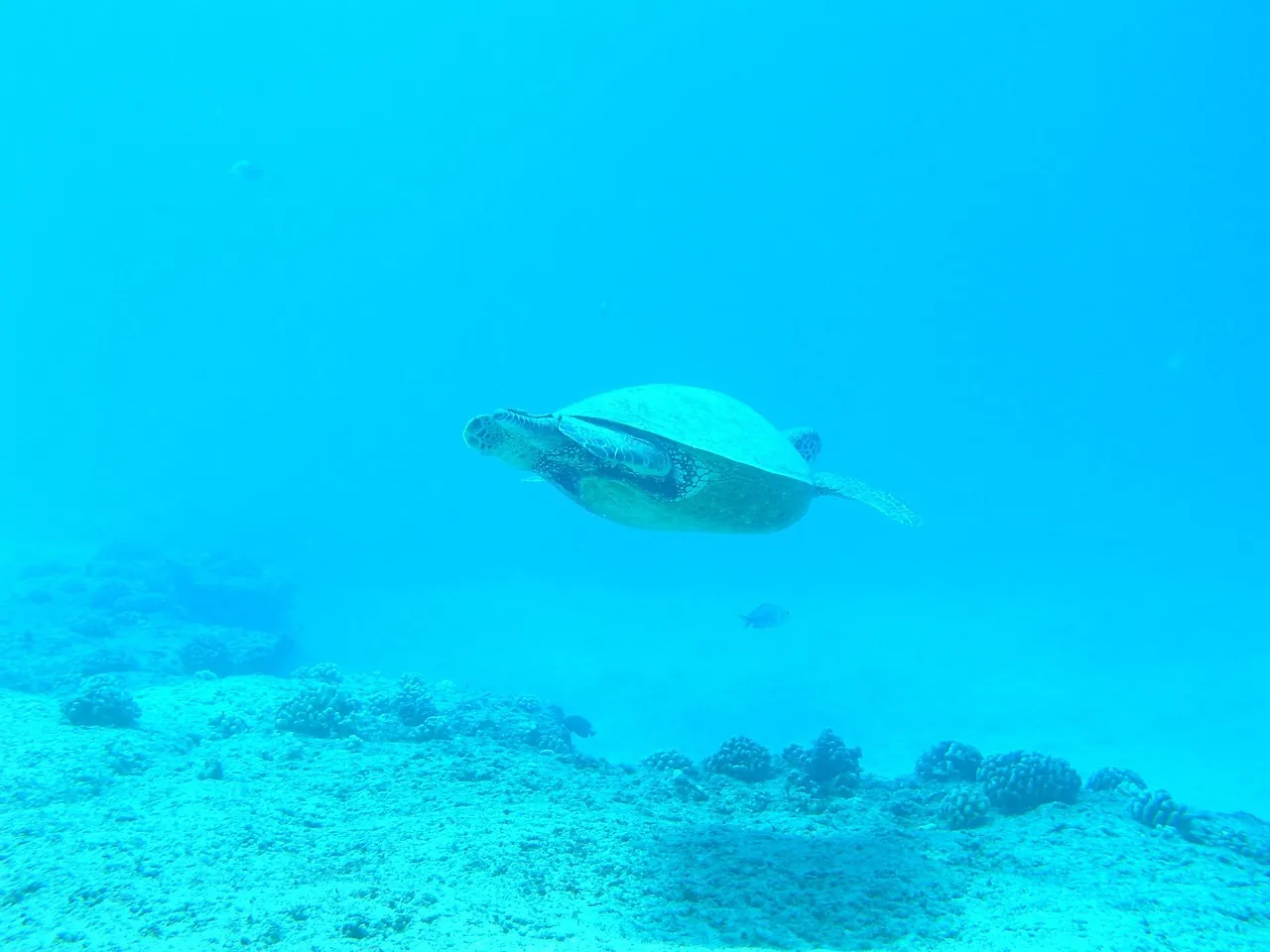 Super Divers Phuket