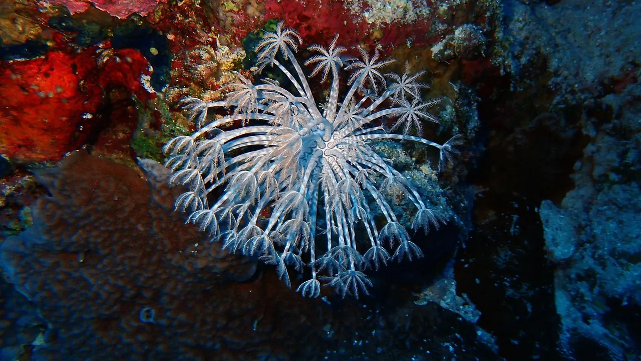 Deep Divers Center
