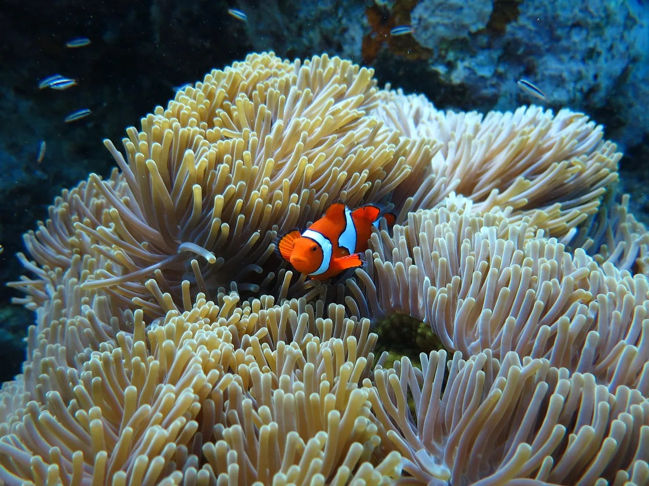 Scuba School Bonaire