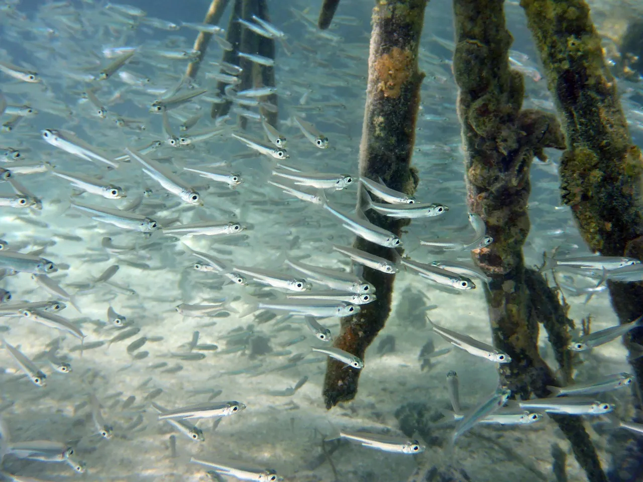 Puffin Dive Centre