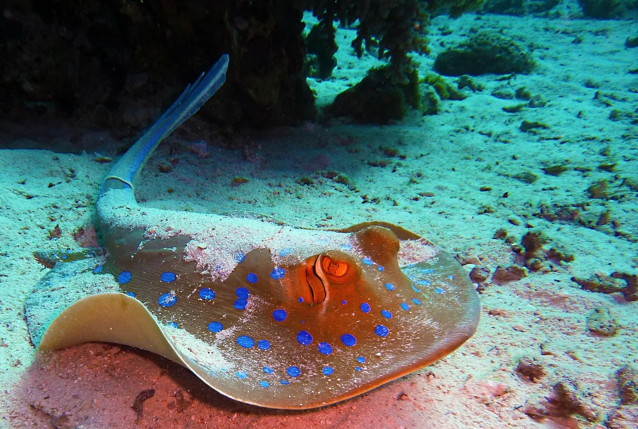 Sea Explorer Dive Center