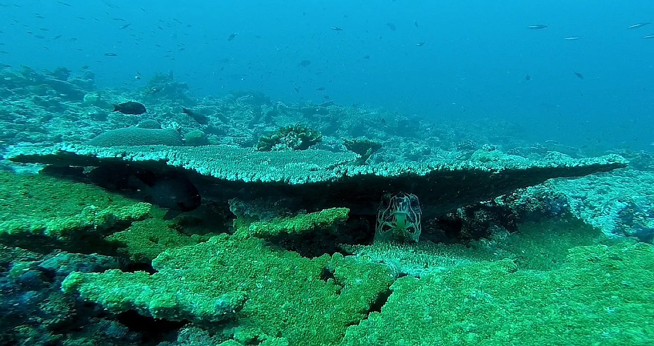 Bahamas Underground