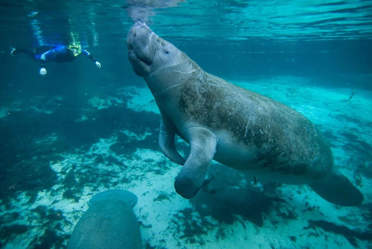 Beneath the waves Freediving