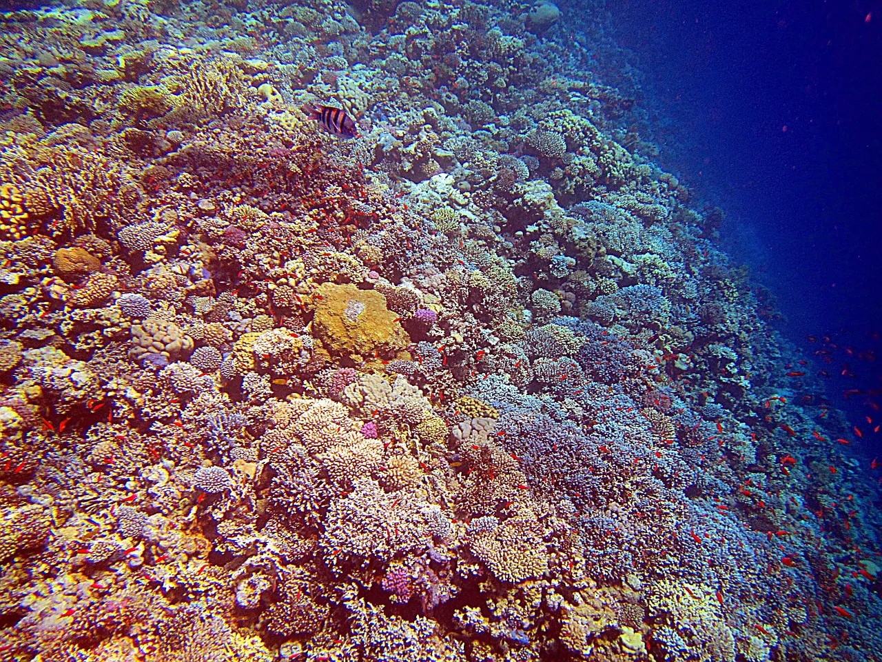 Dive Borneo Bah!