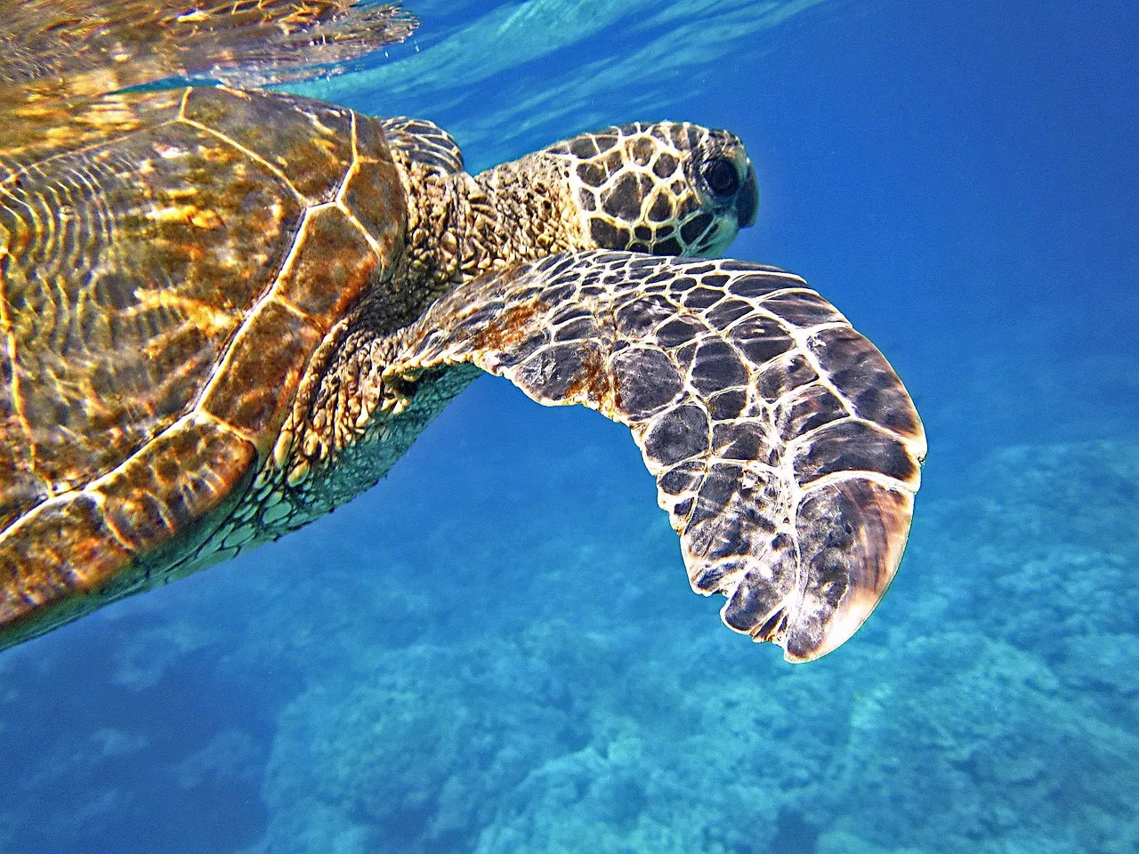 Porto Novo Anilao Dive & Liesure Resort
