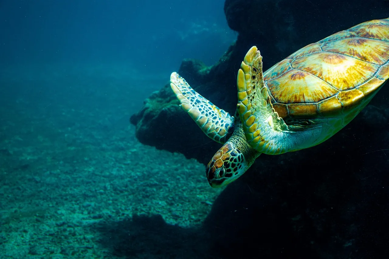Bubbles Diving