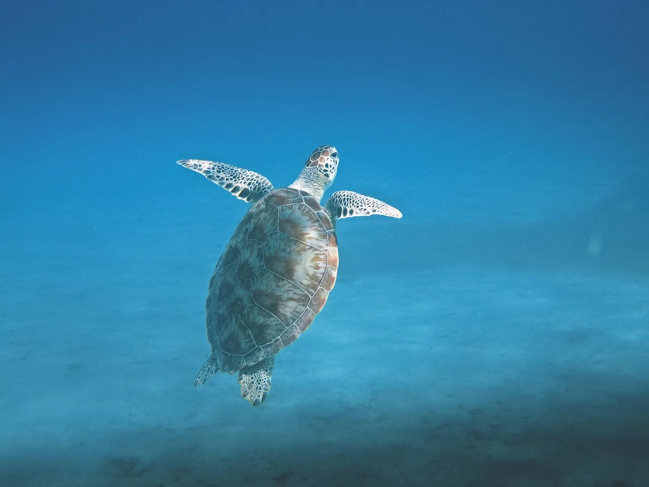 Tank'd Pro Dive Center