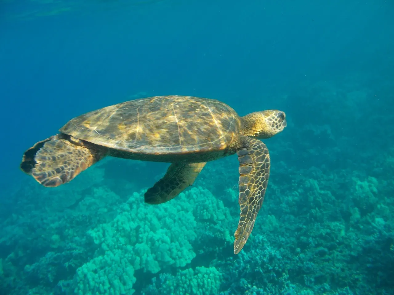Dumaguete Divers