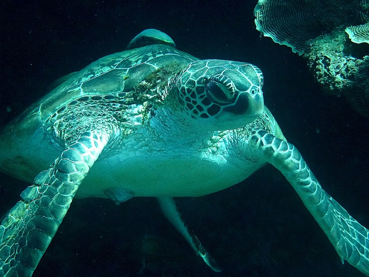 Acuaticaribe Scuba Dive Center