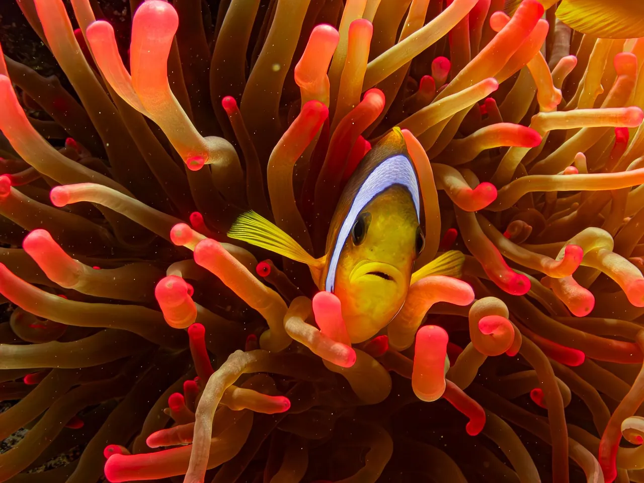 The Scuba Duka Diving Centre
