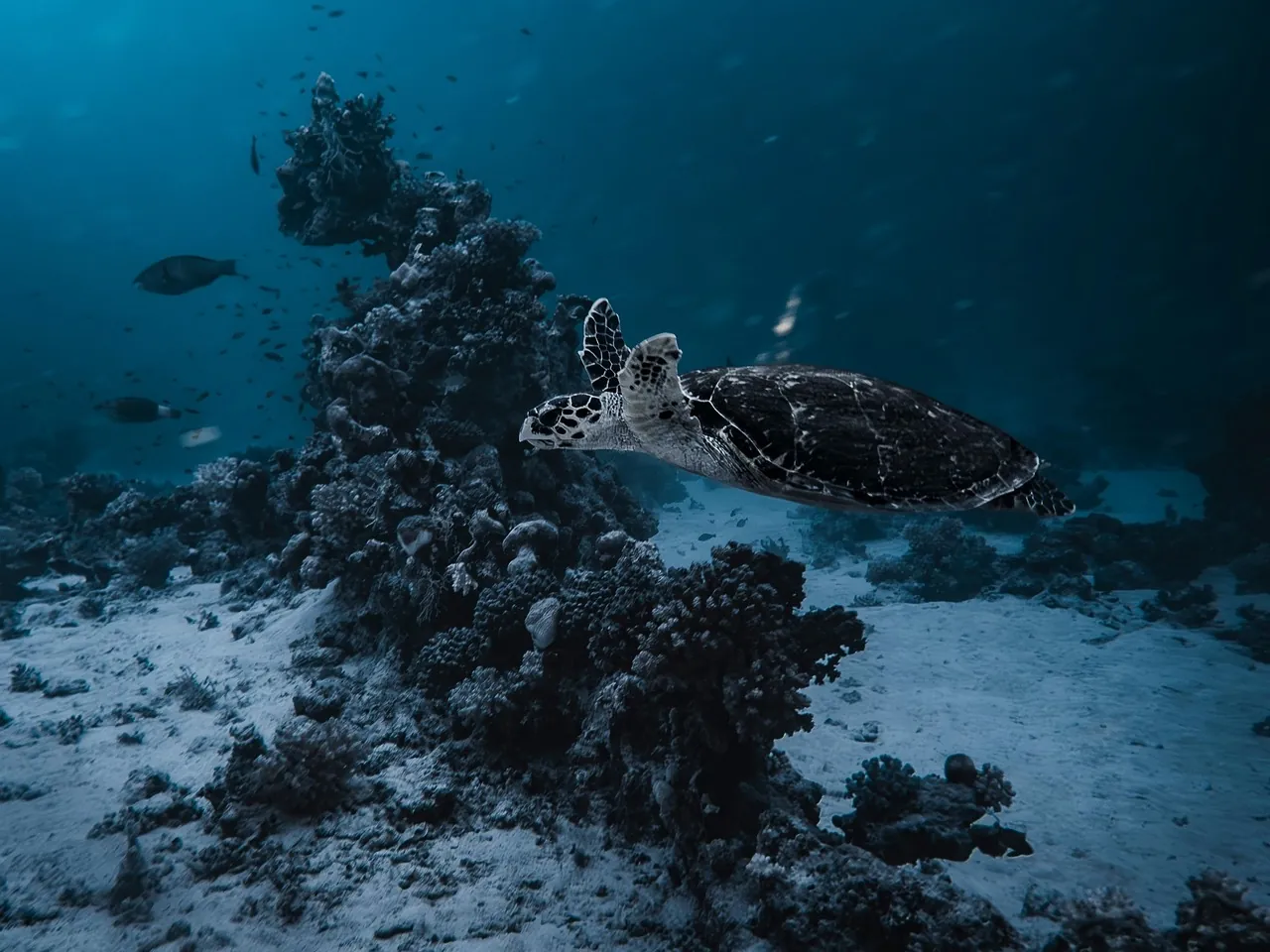Manta Divers (Penang Malaysia)