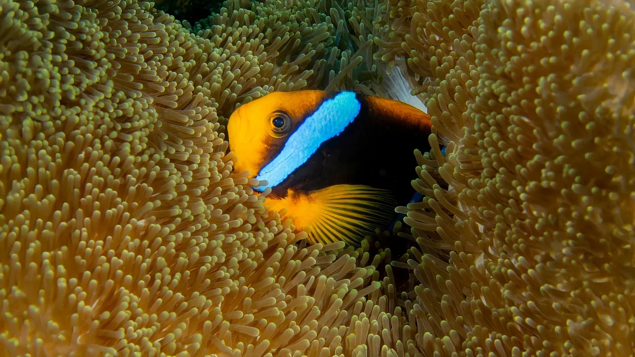 Ena Dive Center & Water Sports