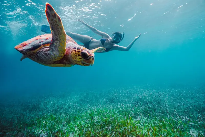 Une nageuse observe une tortue marine dans un environnement aquatique.