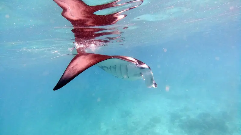 Raie manta nageant dans une eau turquoise.