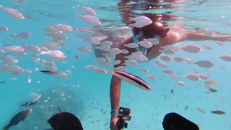 Une personne nage au milieu d'un banc de poissons dans une eau turquoise.