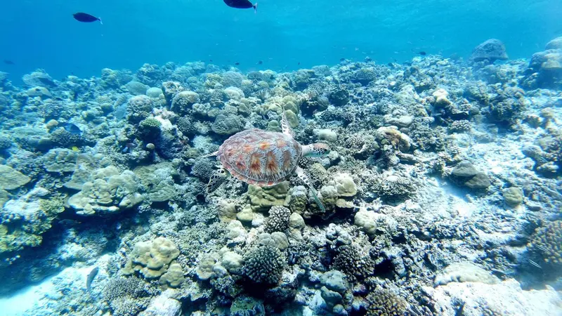 Un récif corallien abrite une tortue marine nageant au milieu des coraux.