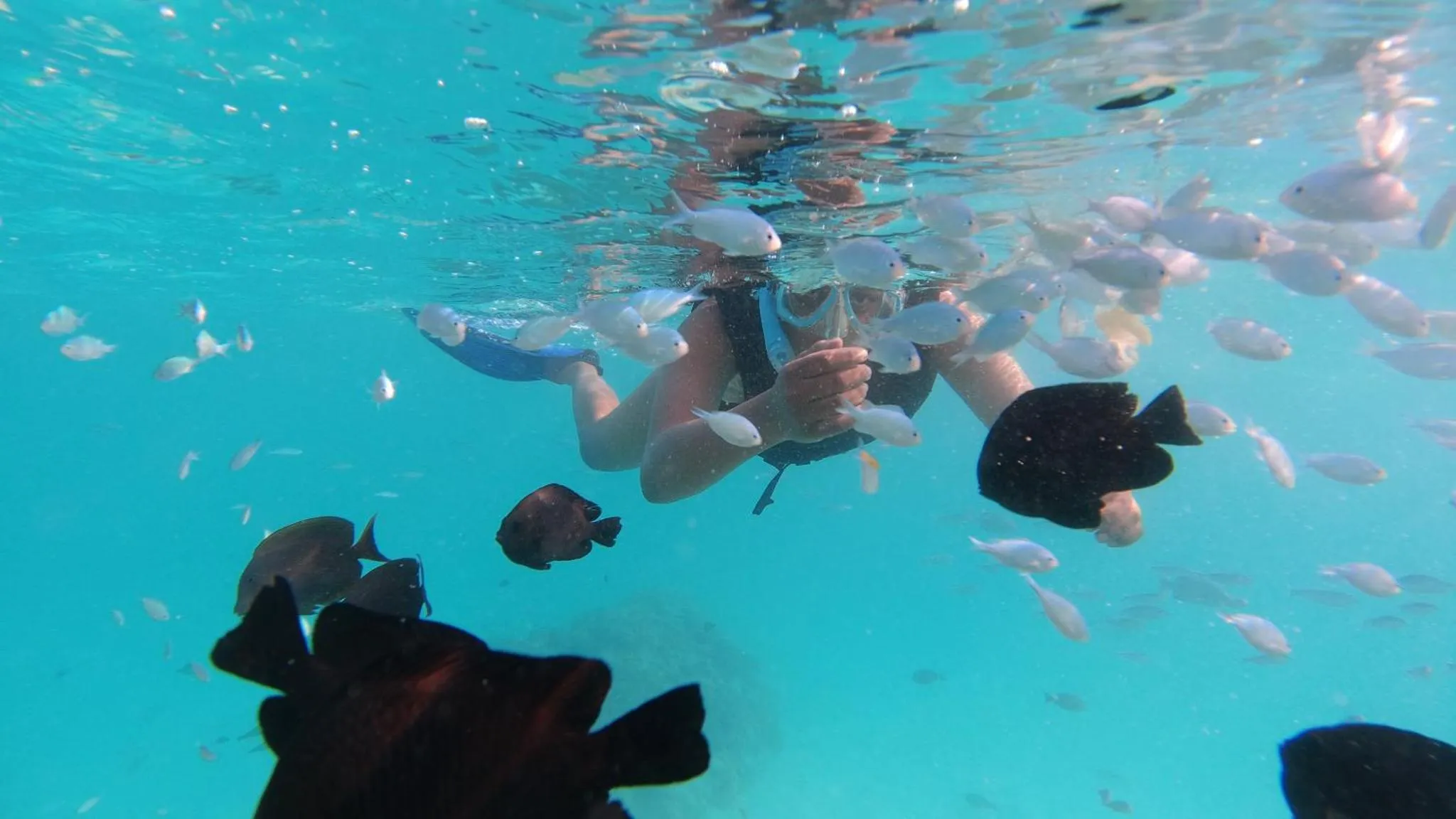 Une personne nage avec des poissons dans une eau turquoise.