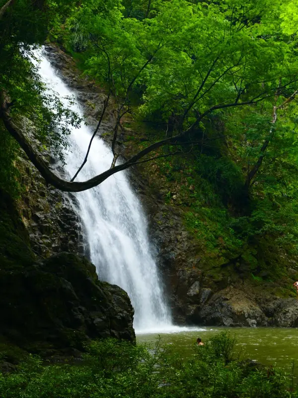 Une cascade tumultueuse s'écoule dans un bassin verdoyant.