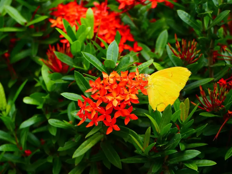 Un papillon jaune se pose sur des fleurs rouges et oranges.