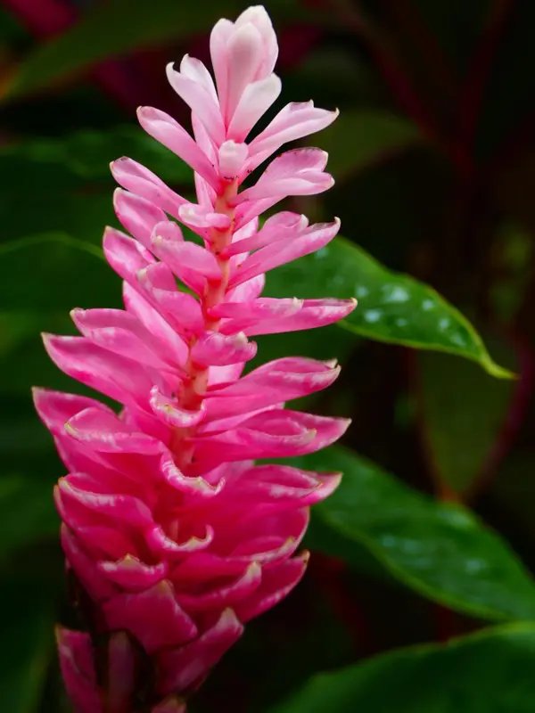 Fleur rose en forme d'épi se dressant au milieu d'un feuillage vert.
