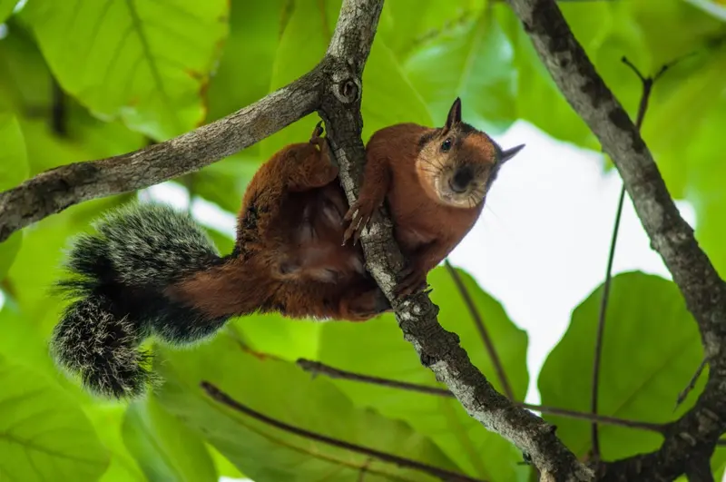 Un écureuil roux se perche sur une branche d'arbre.