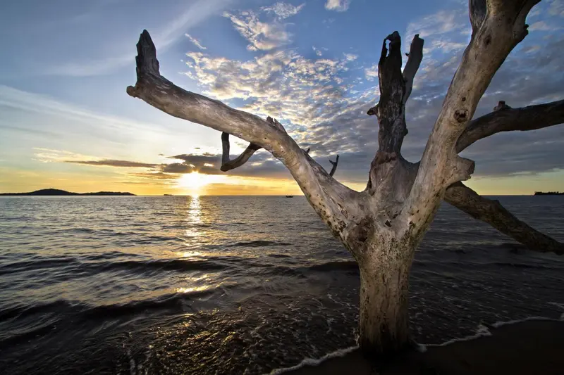 Un tronc d'arbre mort se dresse sur une plage au coucher du soleil.