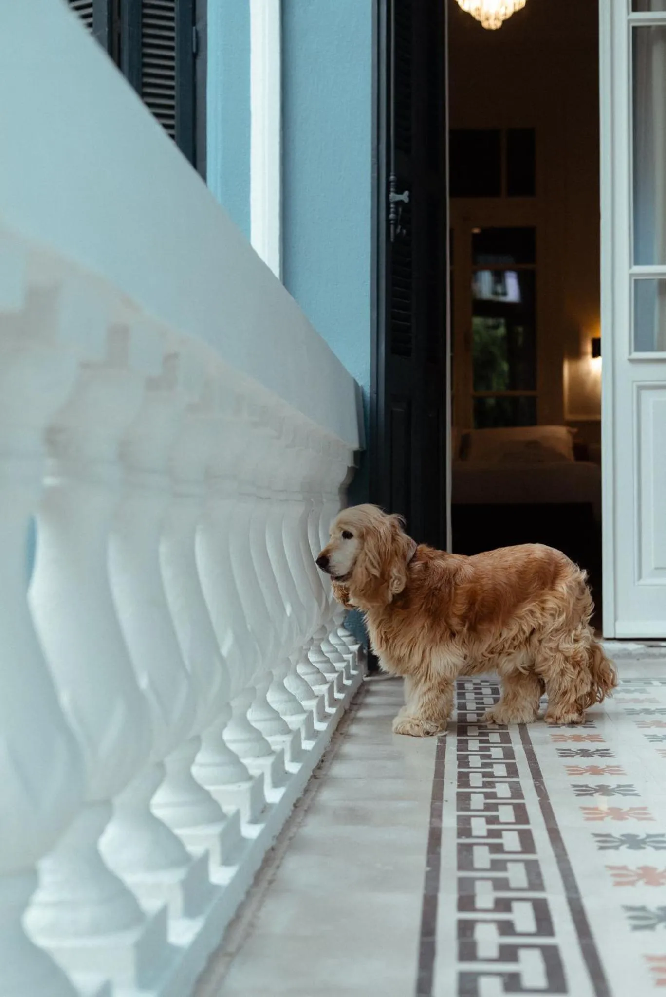 Un chien regarde vers l'intérieur d'une habitation depuis une terrasse carrelée.