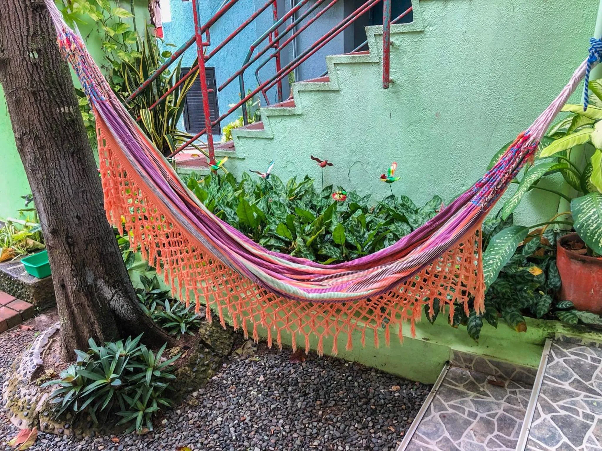 Un hamac coloré est suspendu entre un arbre et un mur vert.